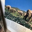 画像5: 【USED BOOK】・洋書　WILD WORLD OF ANIMALS  -ZOOLOGICAL SOCIETY OF SAN DIEGO- (5)
