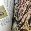 画像4: 【USED BOOK】・洋書　GRAND CANYON -THE STORY BEHIND THE SCENERY- (4)