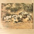画像2: 【USED BOOK】・洋書　WILD WORLD OF ANIMALS  -ZOOLOGICAL SOCIETY OF SAN DIEGO- (2)